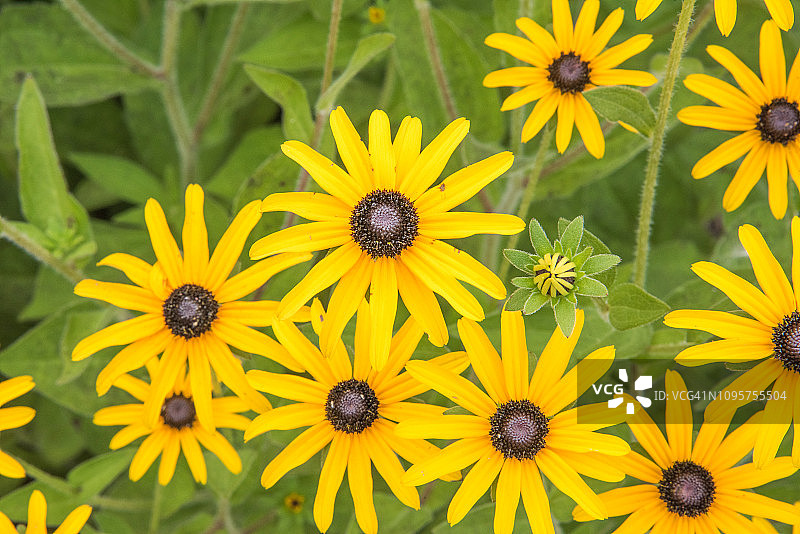 紫锥菊图片素材