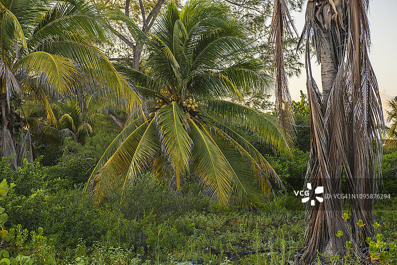 棕榈树图片素材