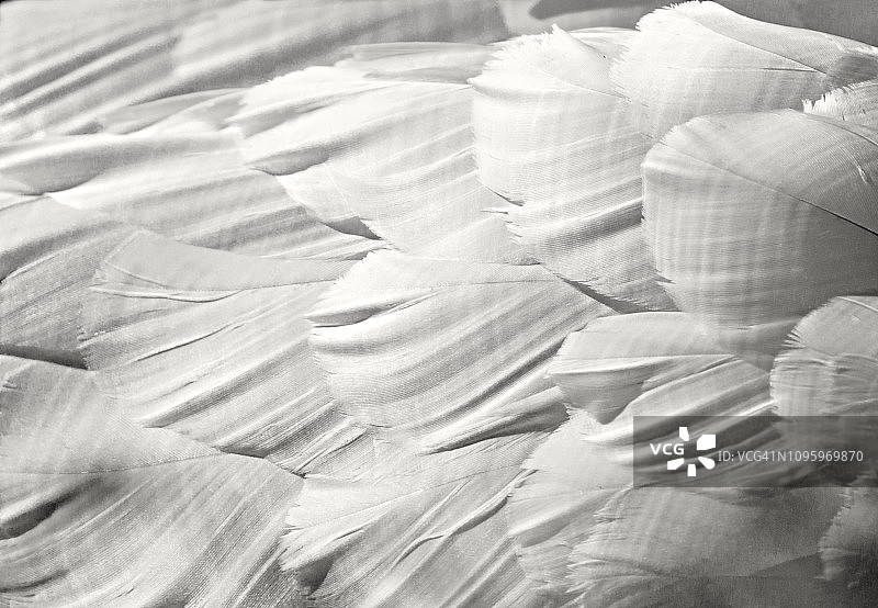 长岛马萨佩夸保护区的天鹅羽毛和纹理图片素材