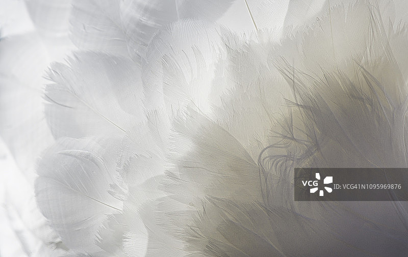 马萨佩夸的逆光天鹅羽毛和纹理图片素材