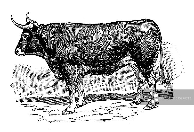 法国古董牛雕刻插画图片素材