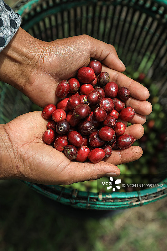 印度尼西亚农民手捧新鲜有机咖啡豆和红色咖啡果图片素材