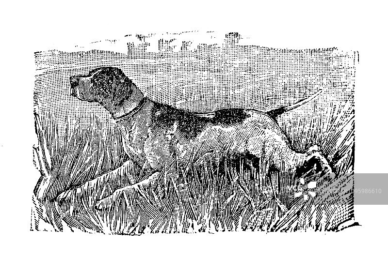 古董法国雕刻插图：指示犬图片素材