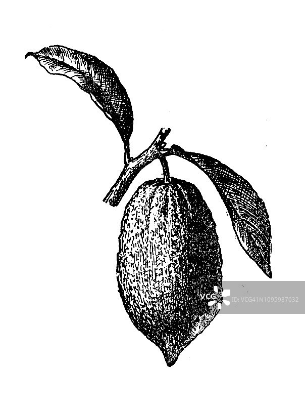 法国复古版画：柠檬图片素材