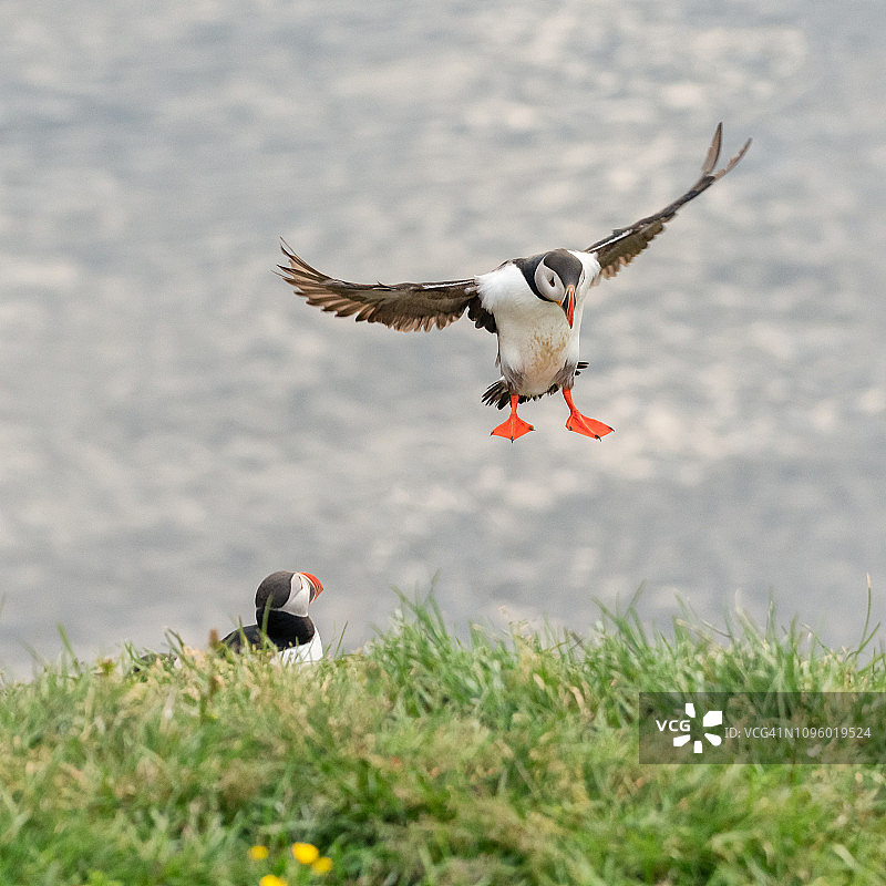 大西洋角嘴海雀展翅降落。图片素材