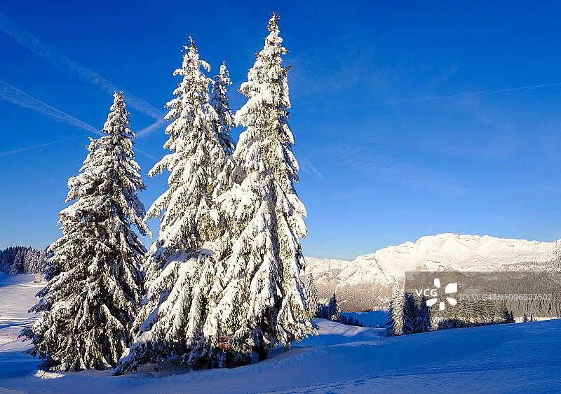 La Clusaz白雪覆盖的冷杉树图片素材