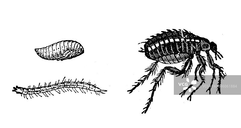 古董法式雕刻插图：昆虫跳蚤图片素材