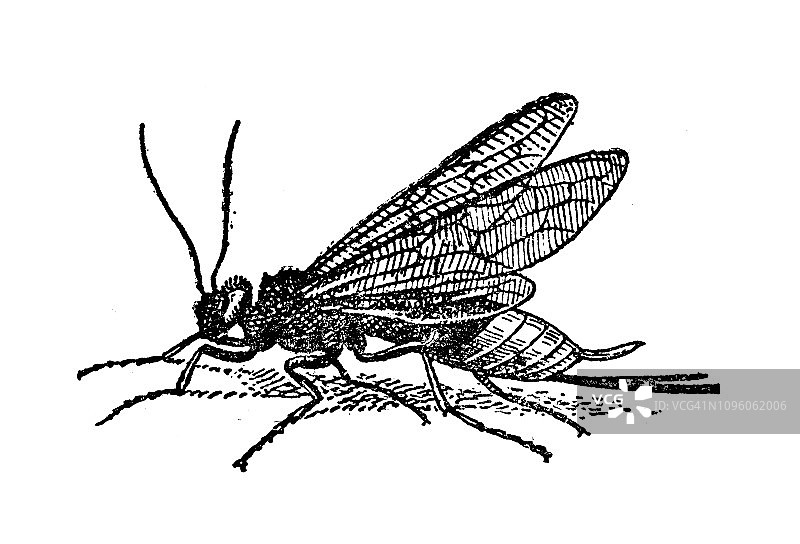法国古董昆虫（大木蜂）雕刻插画图片素材