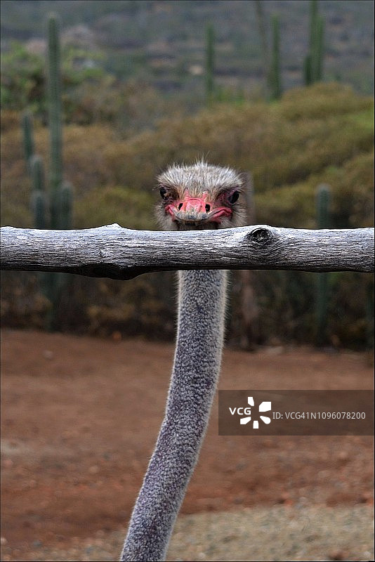 鸵鸟图片素材