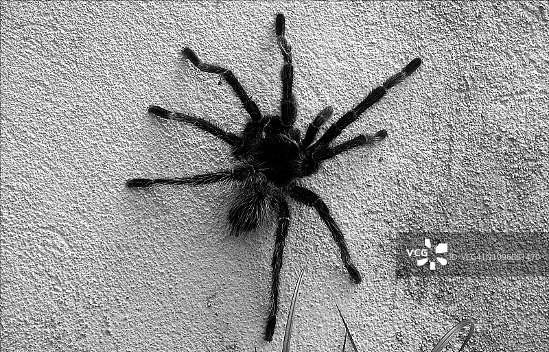 蜘蛛图片素材