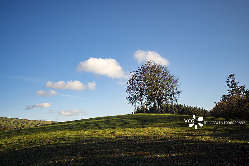 蒂斯代尔的孤树图片素材