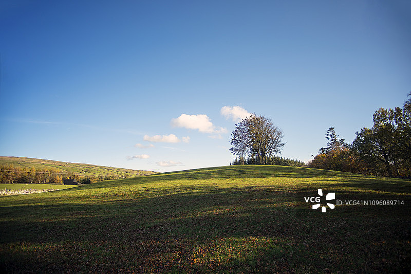 蒂斯代尔的孤树图片素材