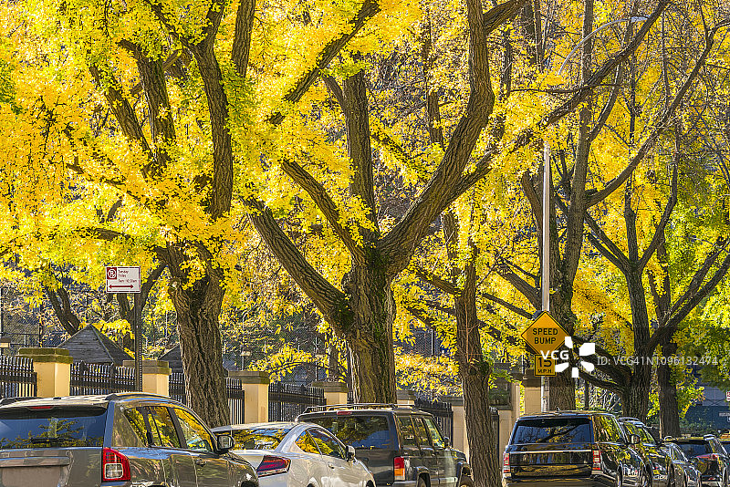纽约西村住宅楼旁街道两旁秋色银杏树下的停车场景图片素材