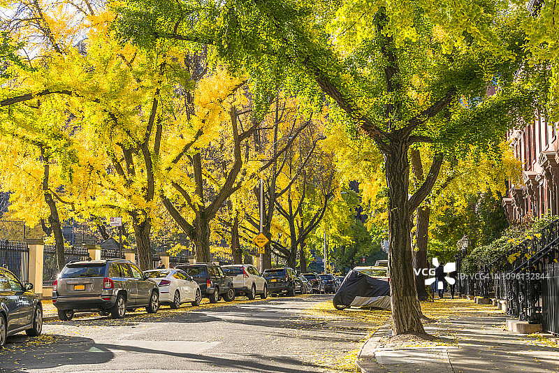 纽约西村住宅楼旁街道两旁秋色银杏树下的停车场景图片素材