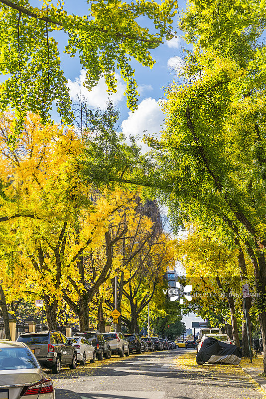 纽约西村住宅楼旁街道两旁秋色银杏树下的停车场景图片素材