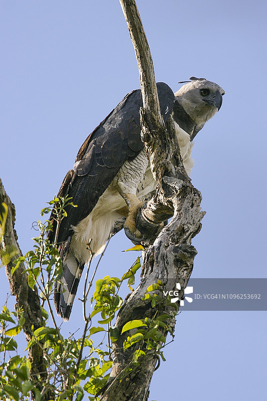 濒危的角雕，展示其巨大的爪子图片素材
