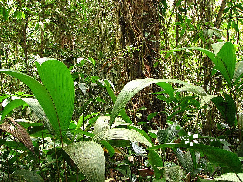 新热带低地雨林林下植被图片素材
