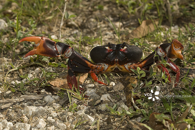 一只僵尸蟹（Gecarcinus ruricola）的黑色变种，一种陆生蟹，正在站稳脚跟图片素材