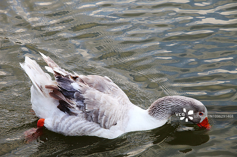 红嘴鸭在湖中游泳图片素材