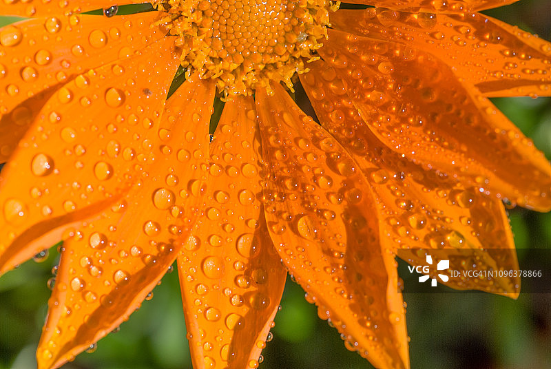 带水滴的橙色勋章菊图片素材