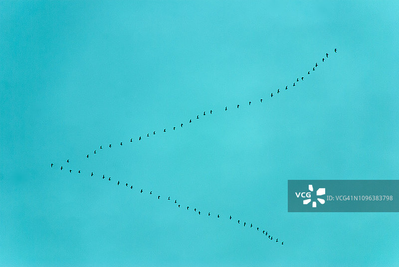 海鸥飞图片素材