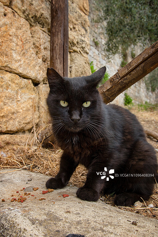 在蒙特里吉欧尼村庄的黑色猫咪图片素材