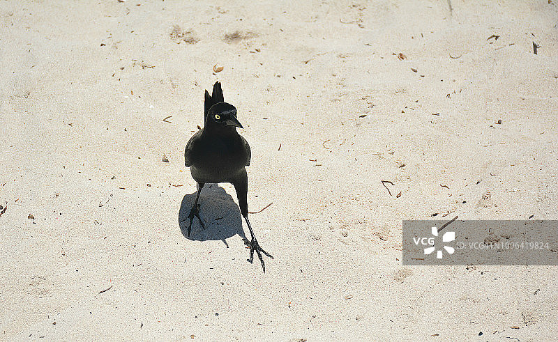 伊斯拉萨奥纳岛 - 海滩之歌图片素材