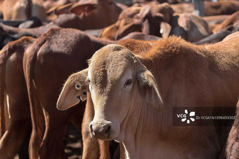 在罗马家畜交易市场若有所思地看着镜头的牛图片素材