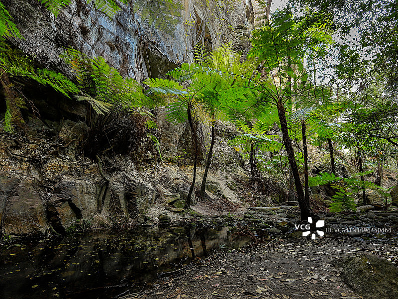 昆士兰州卡纳封峡谷米奇溪的蕨类植物图片素材