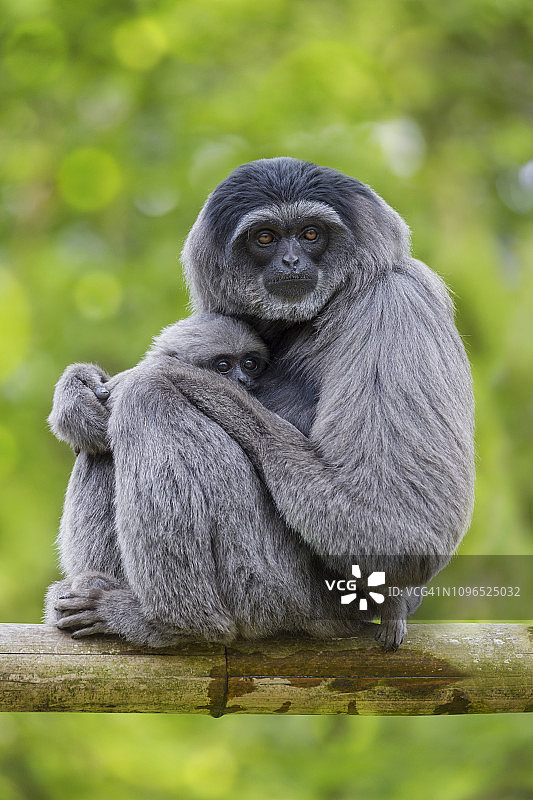爪哇银色长臂猿母子坐在竹枝上图片素材