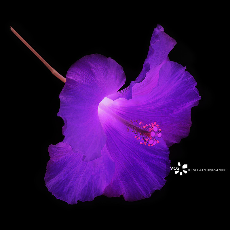 黑色背景上的紫色芙蓉花特写图片素材