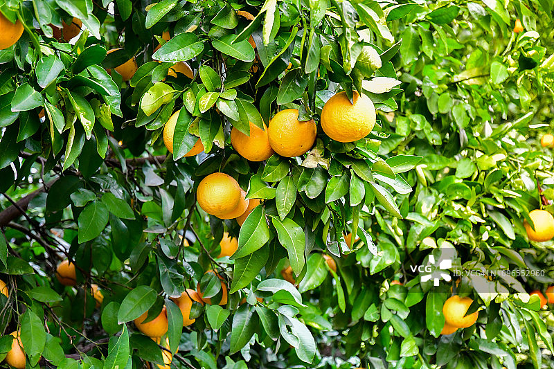 雨后准备收获的成熟加州粉红葡萄柚图片素材