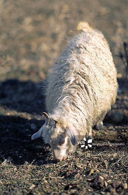 安哥拉山羊毛图片素材