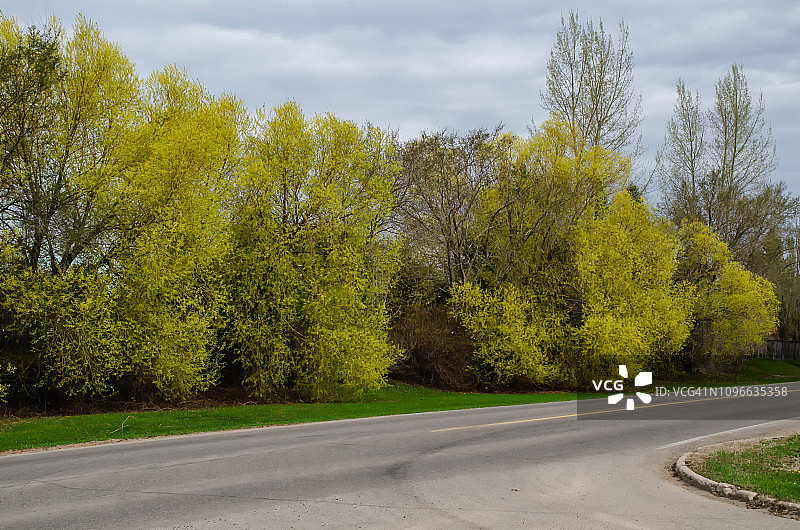 马尼托巴省春季树木道路图片素材