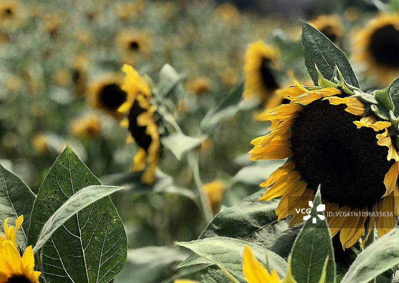 南加州田野里盛开的巨型黄色向日葵图片素材