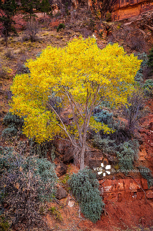 秋色中的科顿伍德树图片素材