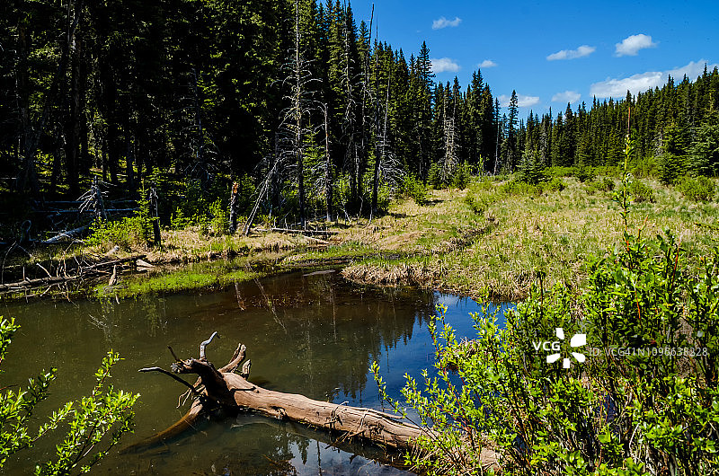 布拉格溪池塘景观图片素材