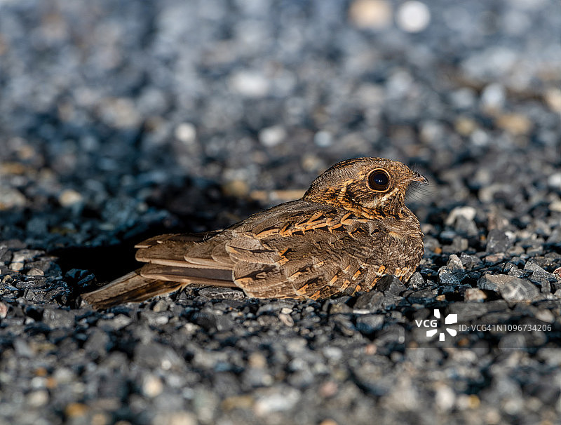 泰国美丽的印度夜鹰图片素材
