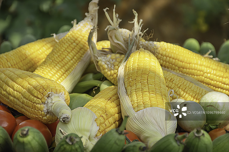 番茄和玉米：泰国本土植被图片素材