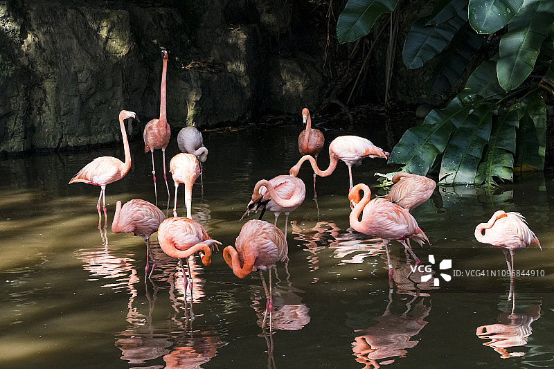 火烈鸟图片素材