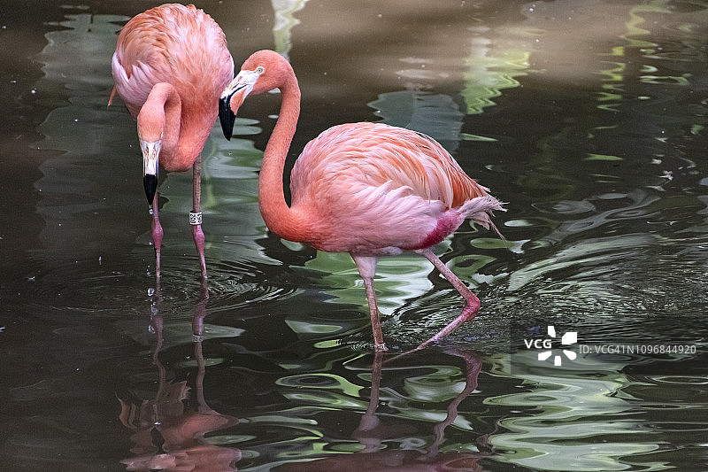 火烈鸟图片素材