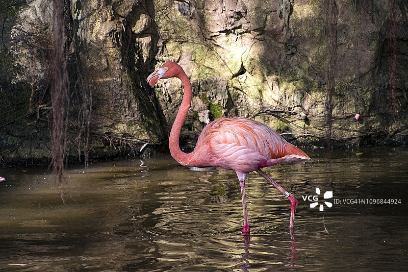 火烈鸟图片素材