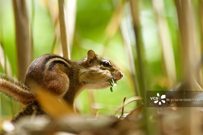 花栗鼠图片素材
