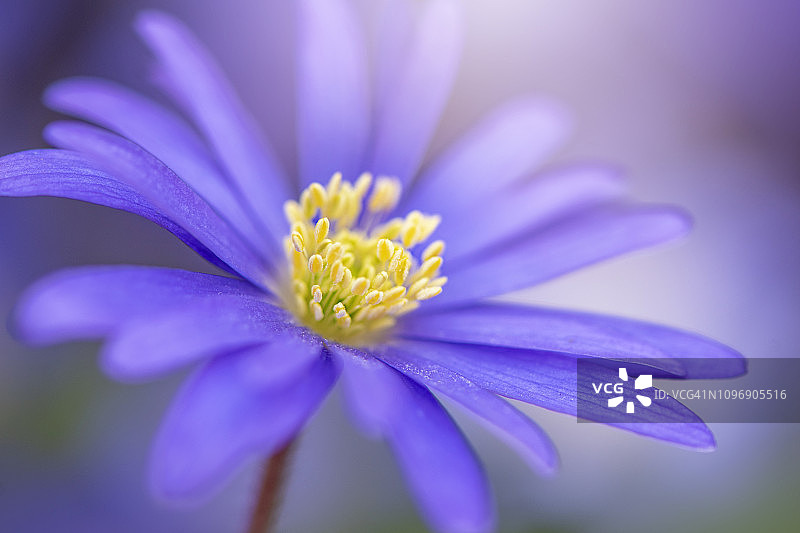 美丽春天蓝色白头翁花特写图片素材