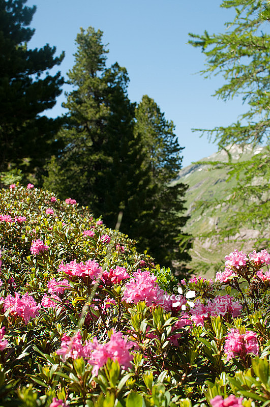 高山松树和落叶松林中的粉色杜鹃花图片素材