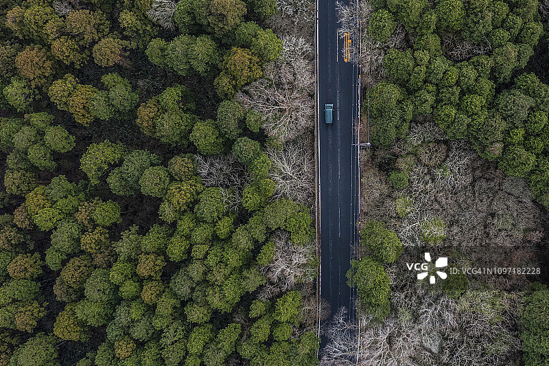 大树构成的壮丽自然风光图片素材