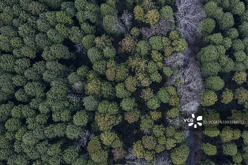 拥有大型树木的森林图片素材