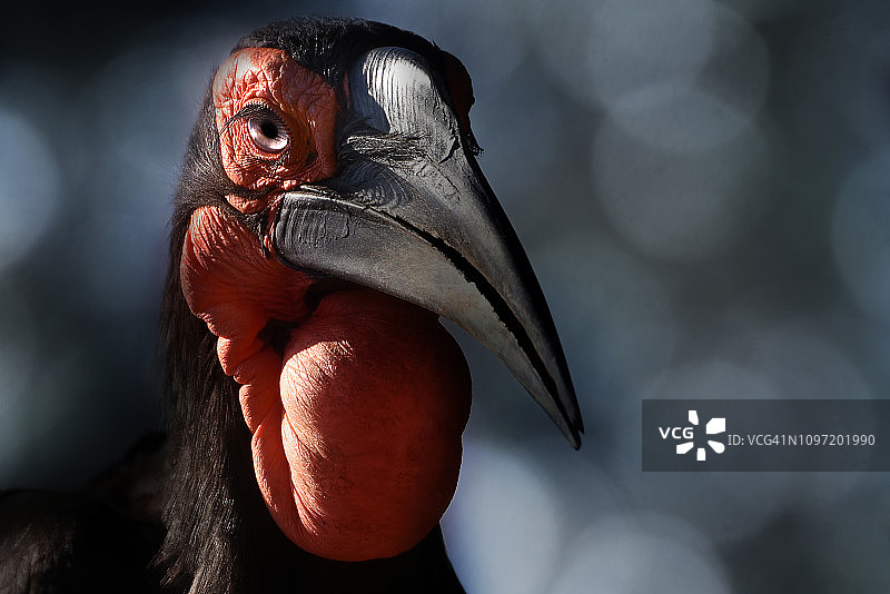 地犀鸟图片素材