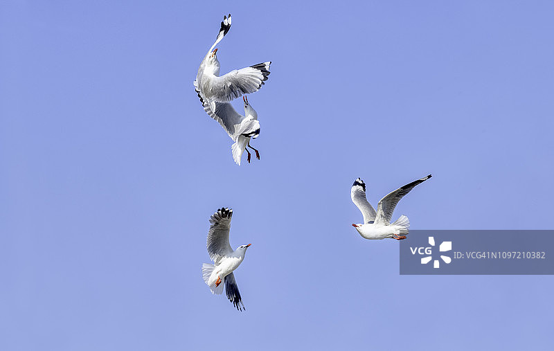 红嘴鸥图片素材