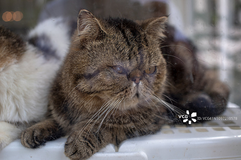 波斯猫图片素材